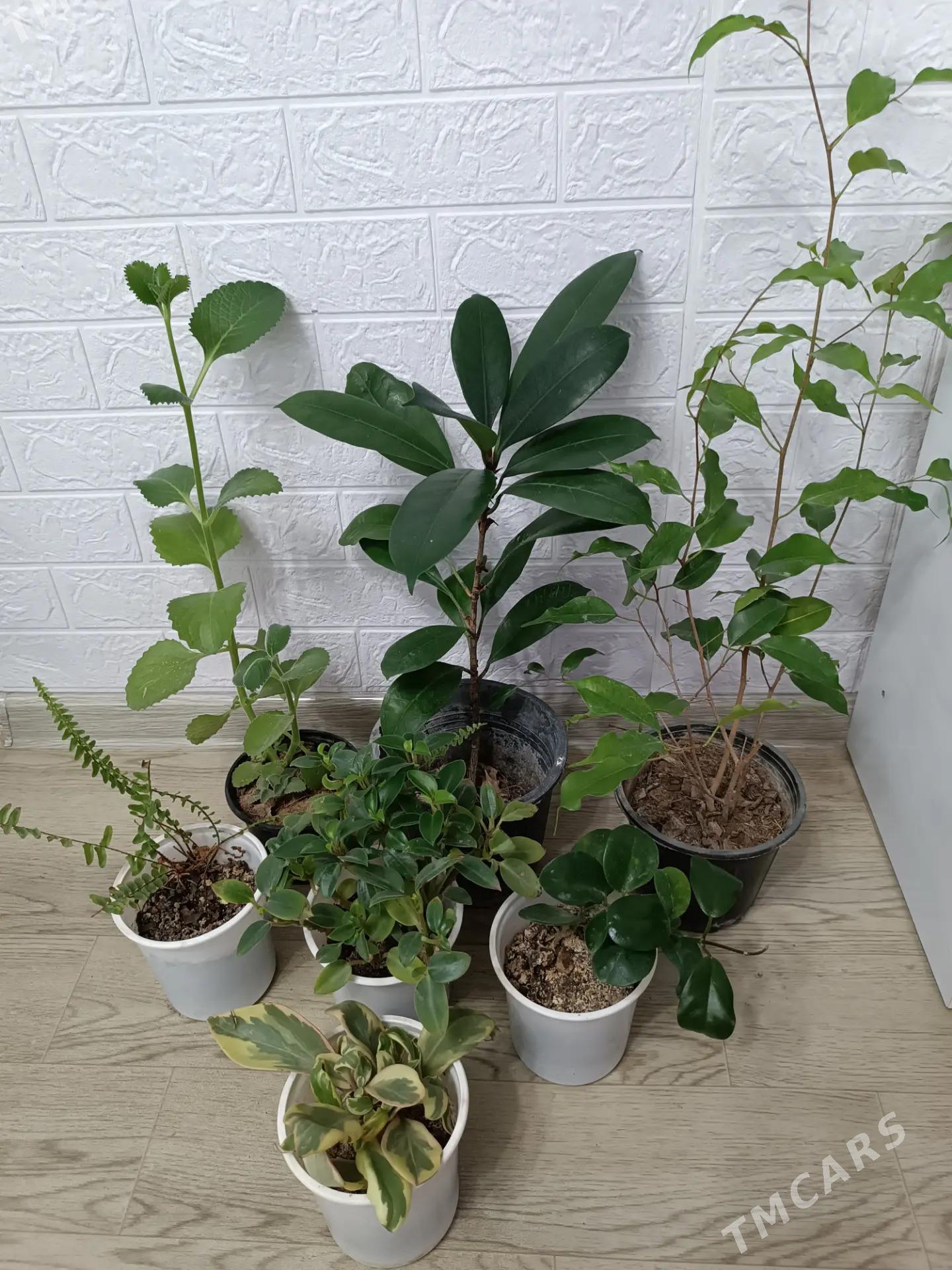 ЦВЕТЫ - Ашхабад - img 2