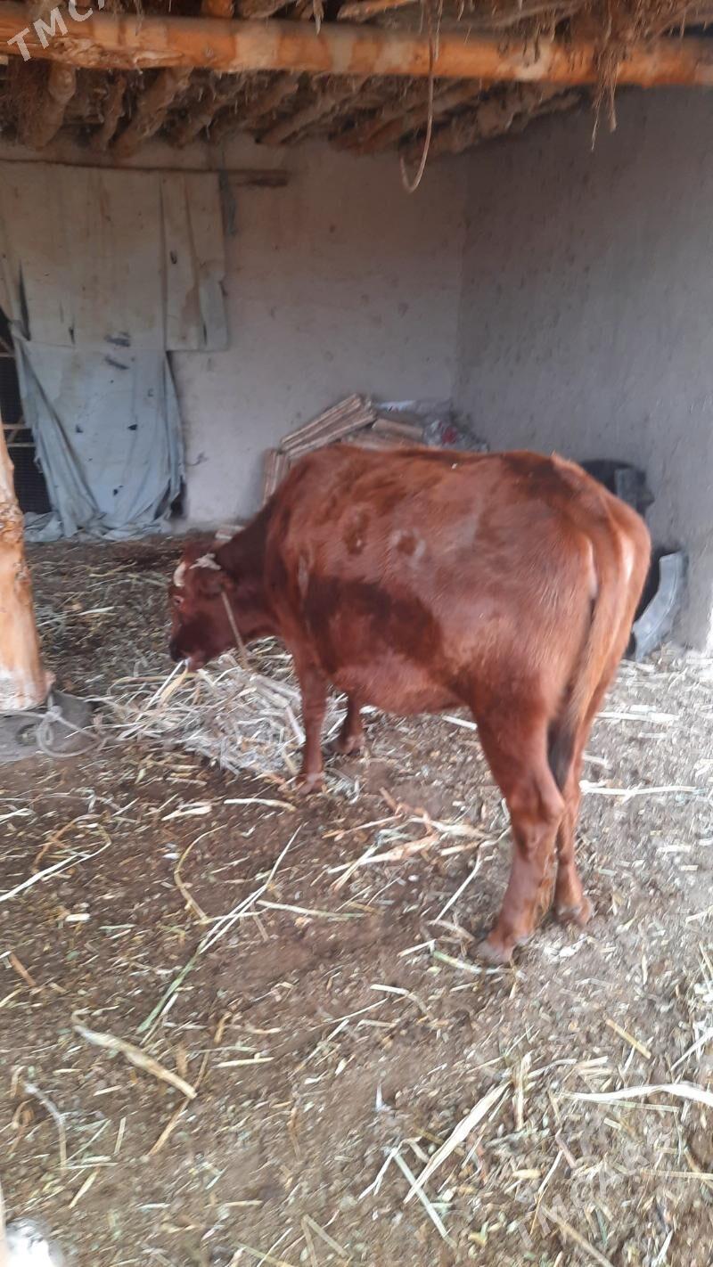 sygyr bakylan gacar - Болдумсаз - img 1