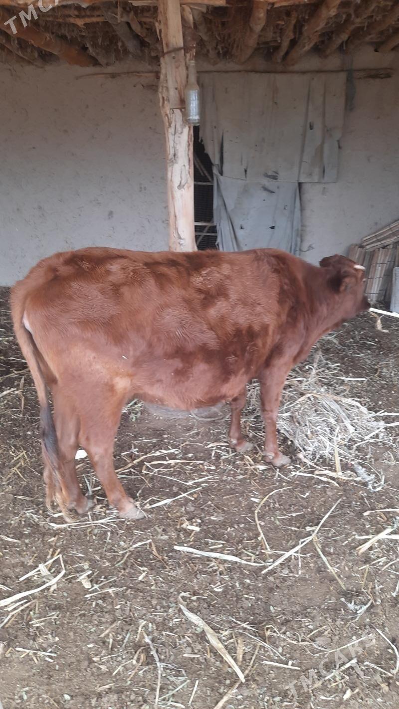 sygyr bakylan gacar - Болдумсаз - img 2