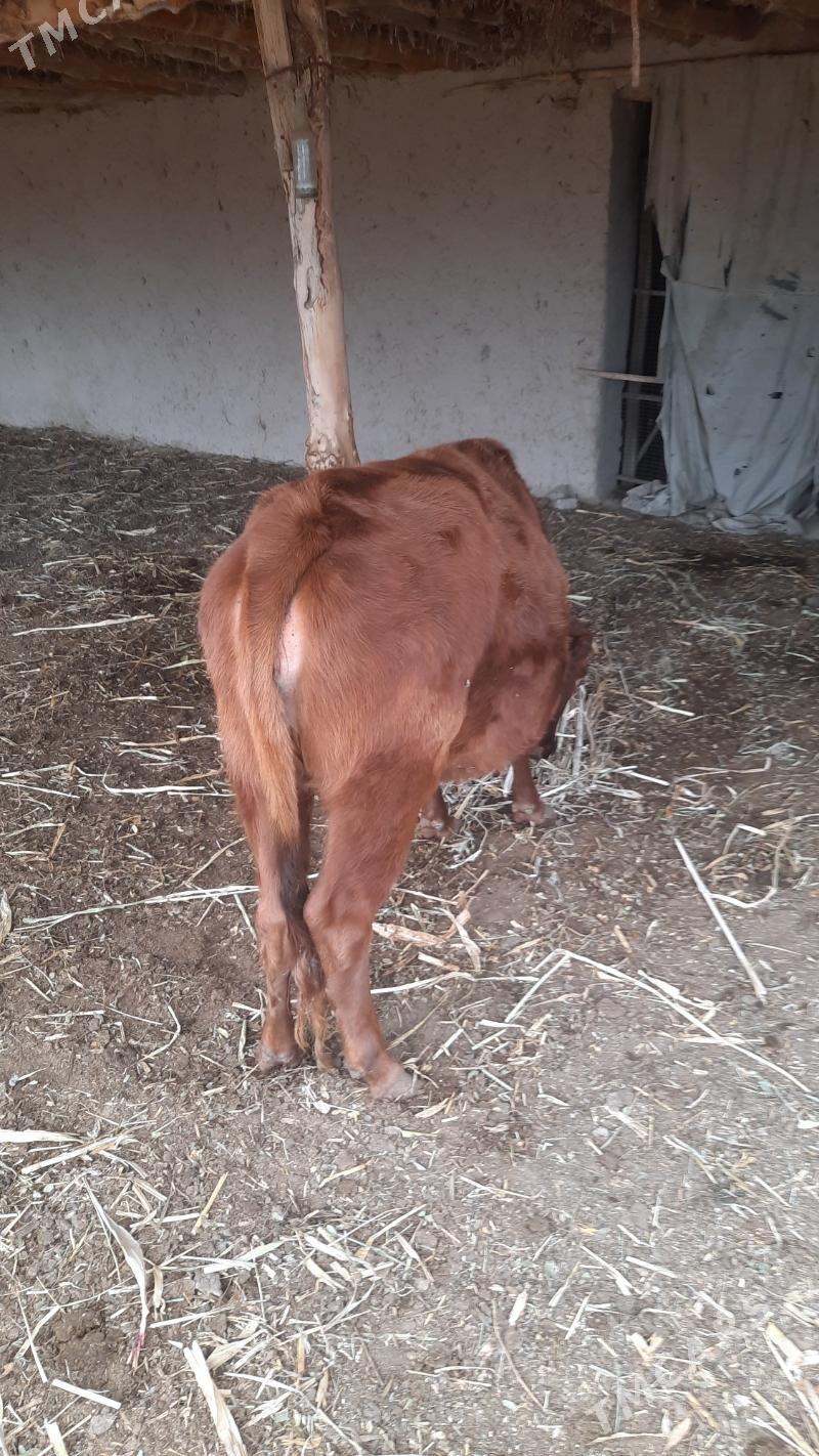 sygyr bakylan gacar - Болдумсаз - img 3