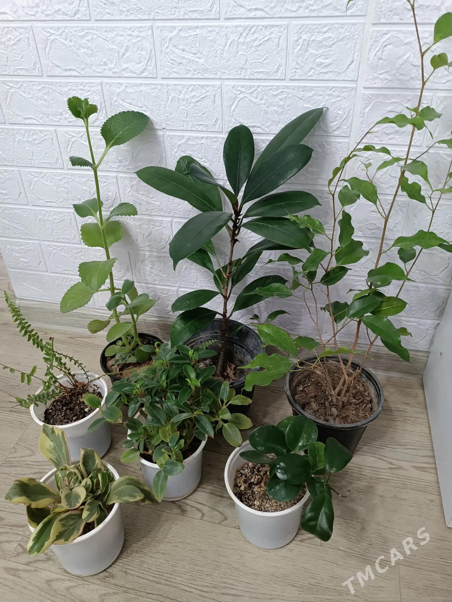 ЦВЕТЫ - Ашхабад - img 1