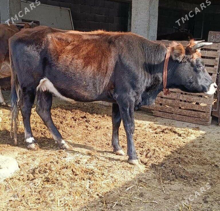 bogaz sygyr - Ашхабад - img 2