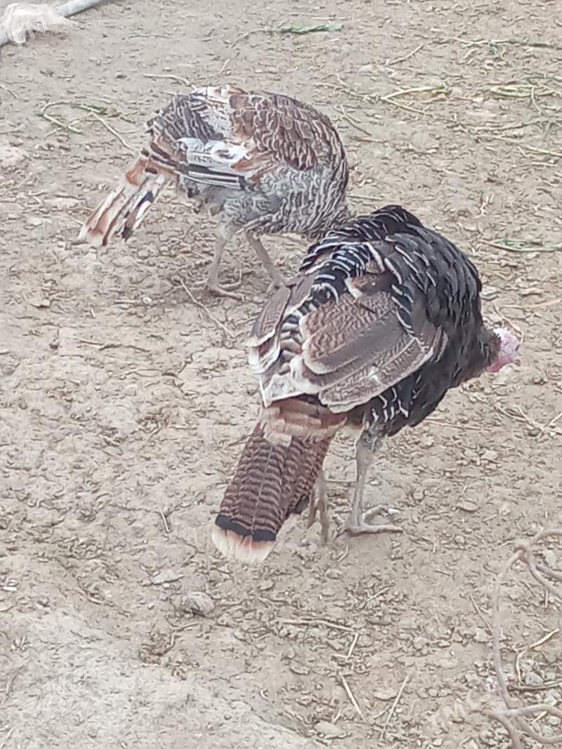 induk - Яшлык - img 4