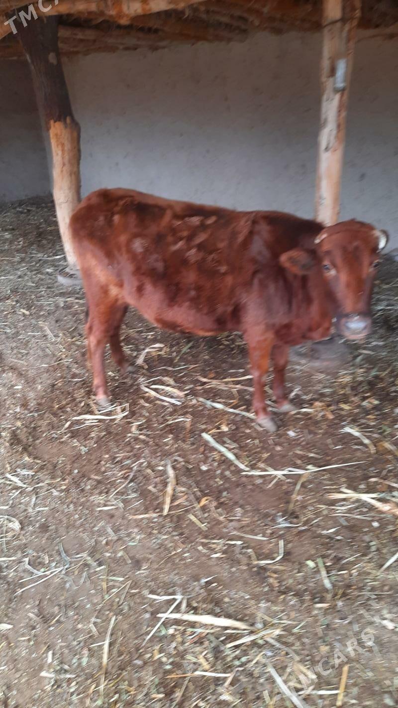 sygyr bakylan gacar - Болдумсаз - img 4