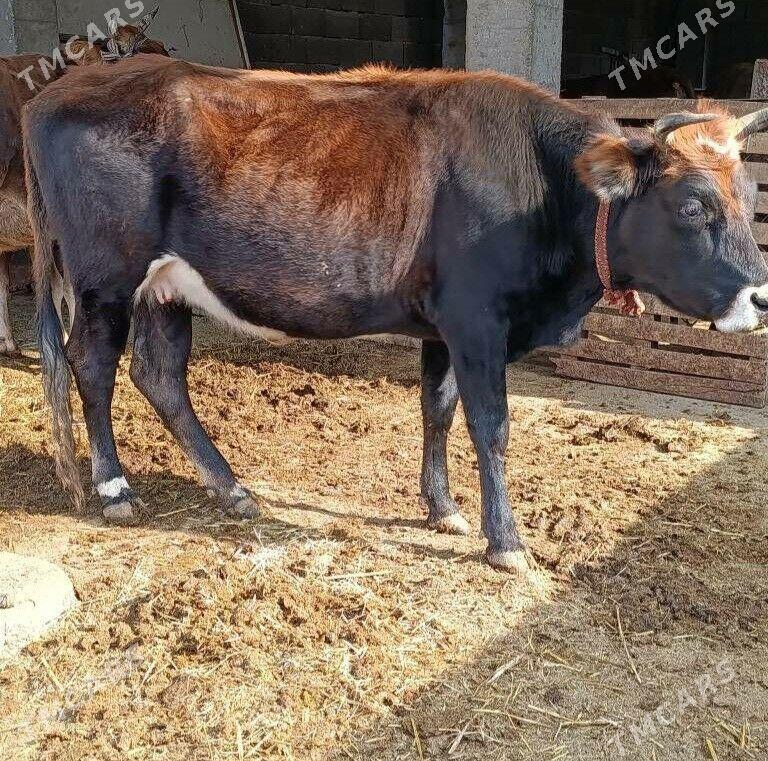 bogaz sygyr - Ашхабад - img 1