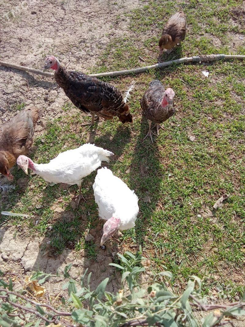 induk - Яшлык - img 5