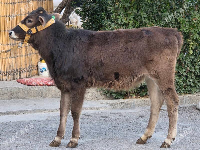 Şiwet Tuweler - Köşi - img 1