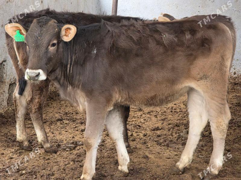 Şiwet Tuweler - Köşi - img 3