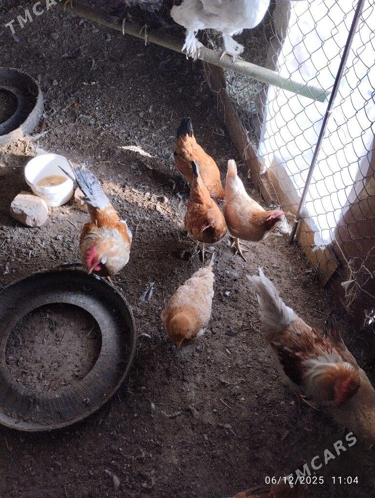 horaz towuklar garym - Гёкдепе - img 4