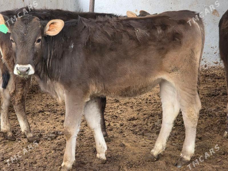 Şiwet Tuweler - Köşi - img 4