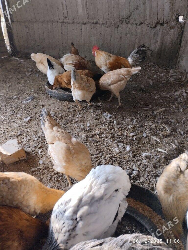 horaz towuklar garym - Гёкдепе - img 1