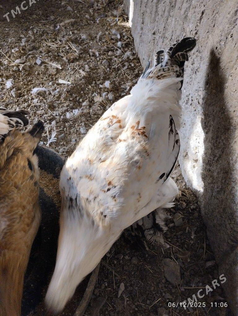 horaz towuklar garym - Гёкдепе - img 2