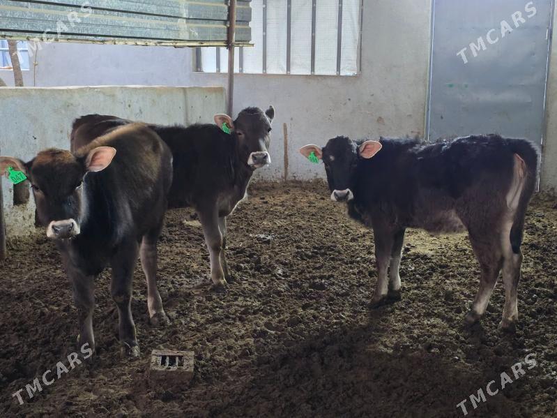 Şiwet Tuweler - Köşi - img 5