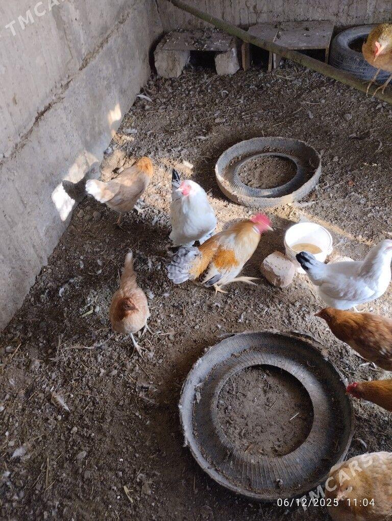 horaz towuklar garym - Гёкдепе - img 5