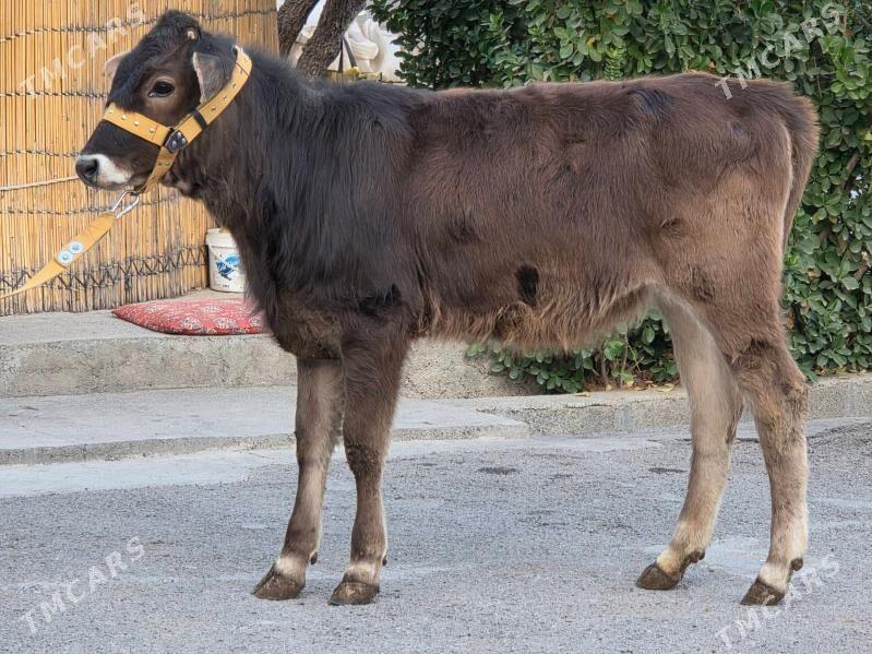 Şiwet Tuweler - Köşi - img 2