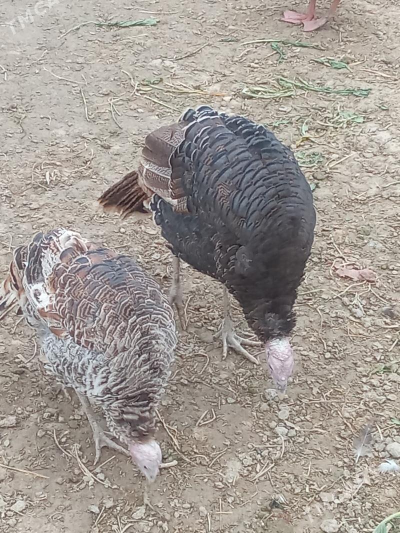 induk - Яшлык - img 3