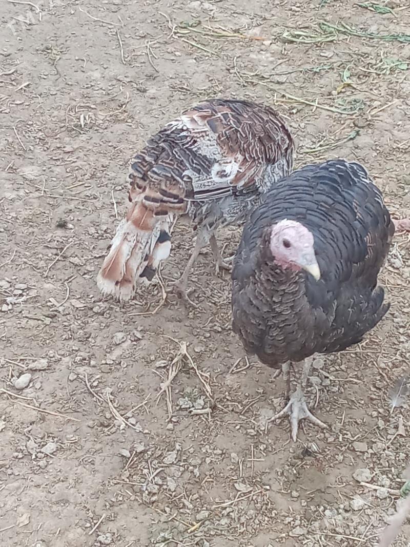 induk - Яшлык - img 2