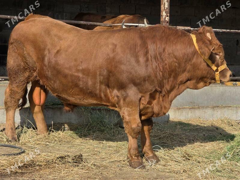 Lumzin Ökuz - Köşi - img 3