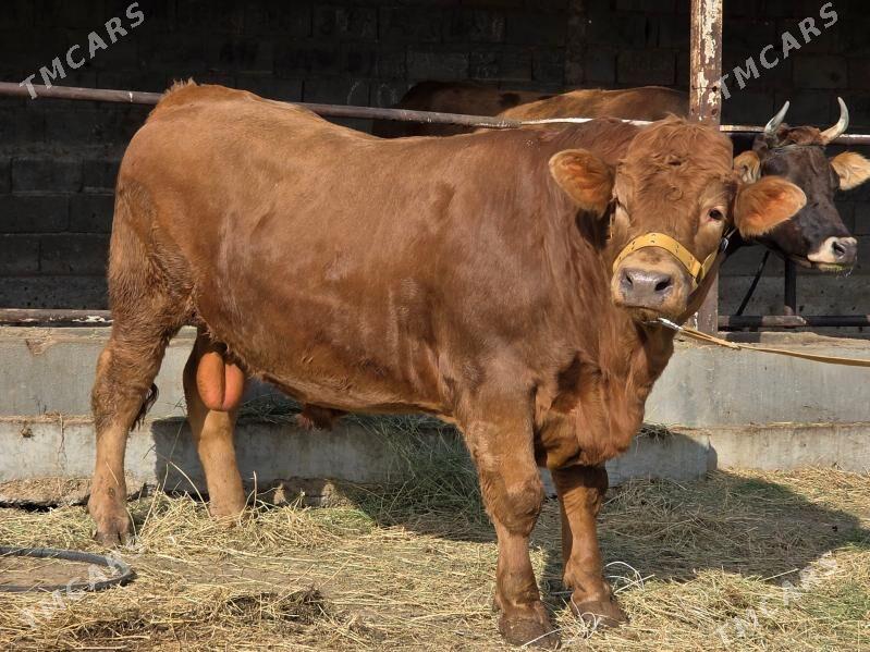 Lumzin Ökuz - Köşi - img 2