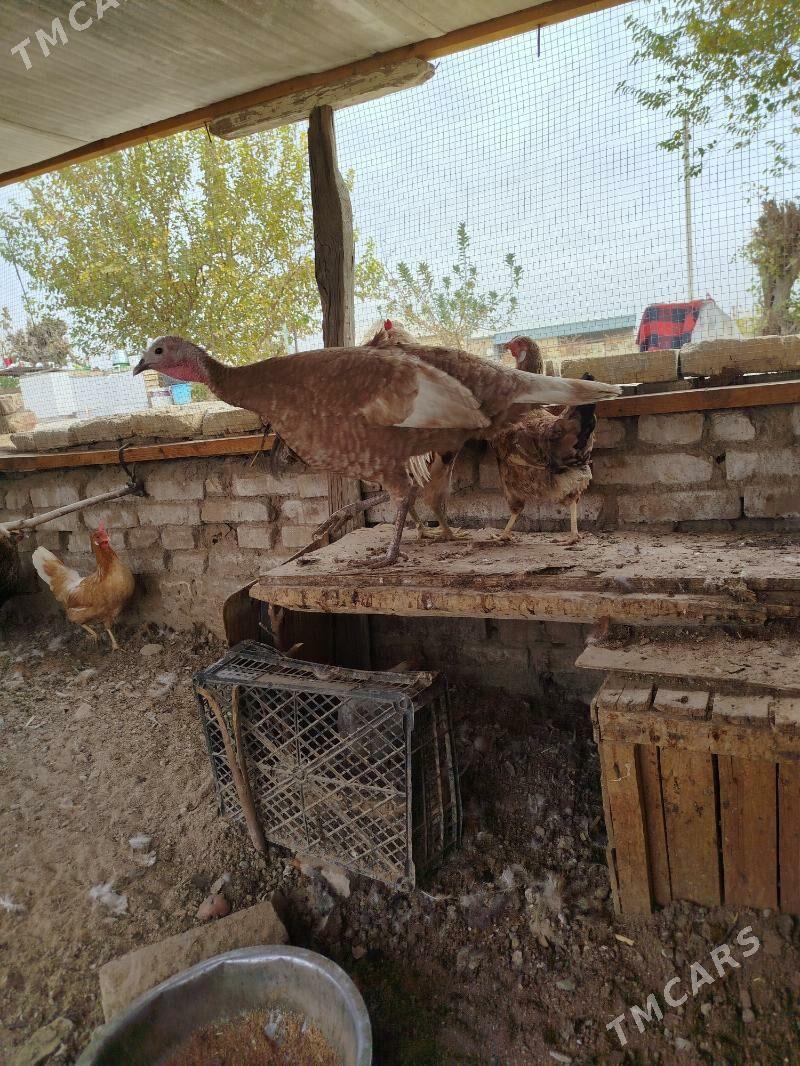 induk - Mary - img 2