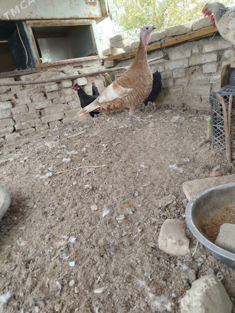 induk - Mary - img 1