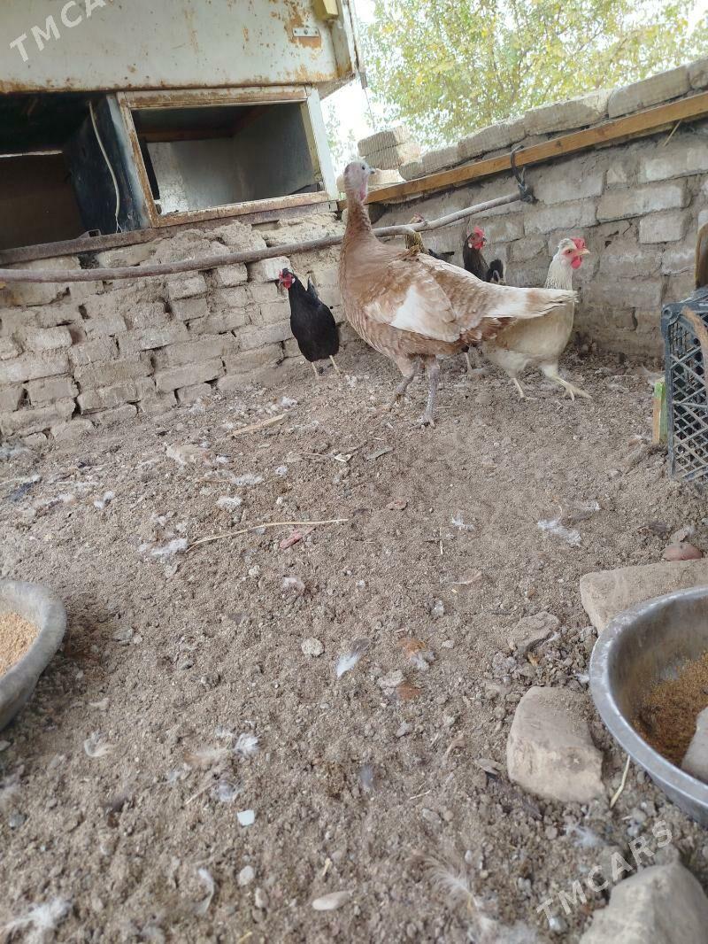 induk - Mary - img 3