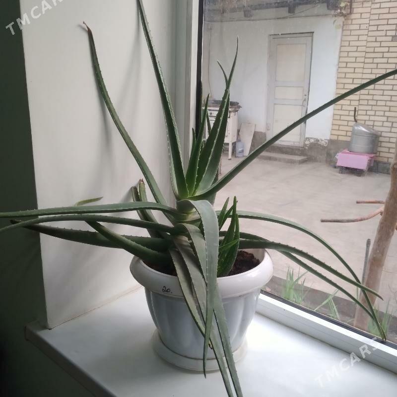 комнатные цветы - Baýramaly - img 1