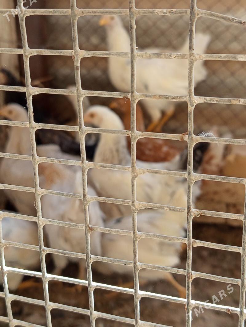 Arassa Towuk - Mary - img 1