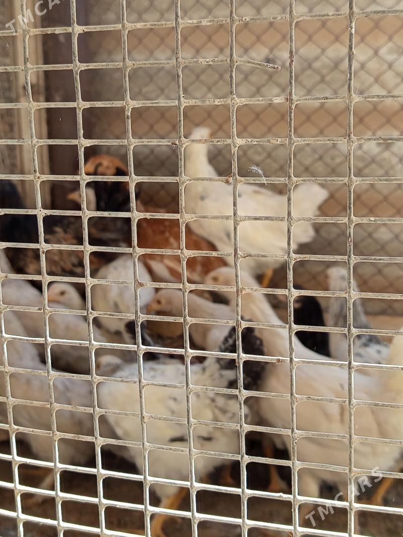 Arassa Towuk - Mary - img 2