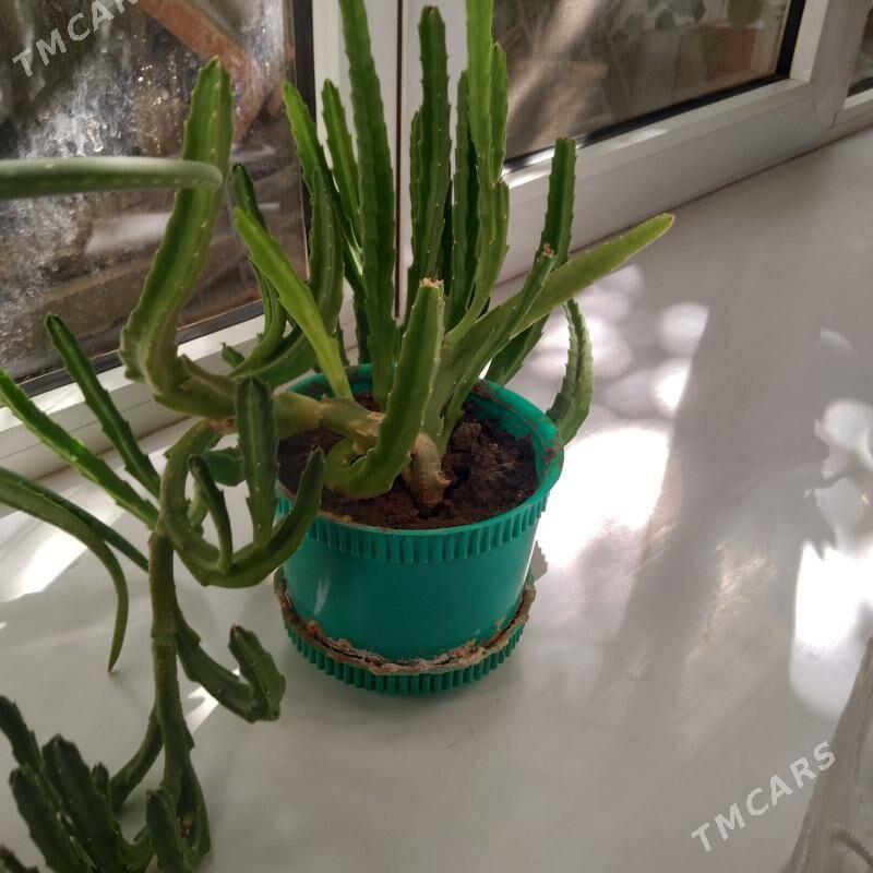 комнатные цветы - Baýramaly - img 5