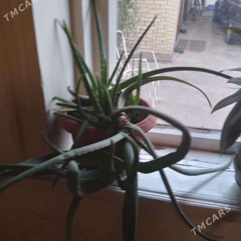 комнатные цветы - Baýramaly - img 3