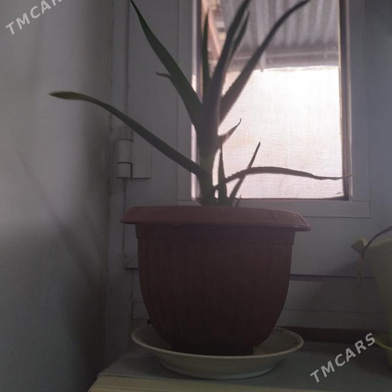 комнатные цветы - Baýramaly - img 4