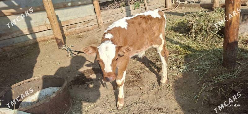 Göle sygyr tohum - Mary - img 2