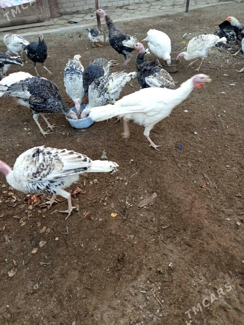 индюки (indýuk) - Туркменабат - img 4