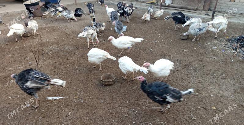 индюки (indýuk) - Туркменабат - img 6