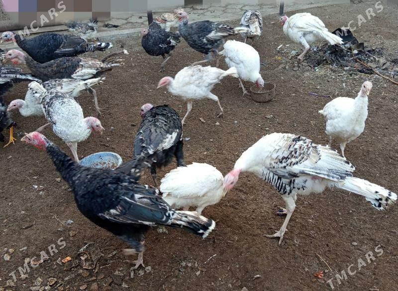 индюки (indýuk) - Туркменабат - img 2