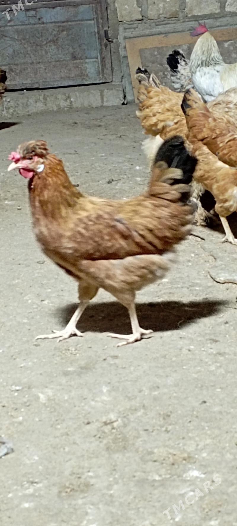 türkmen towuk - Гумдаг - img 4