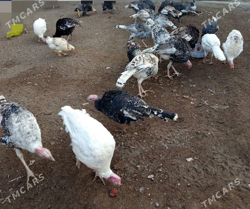 индюки (indýuk) - Туркменабат - img 5