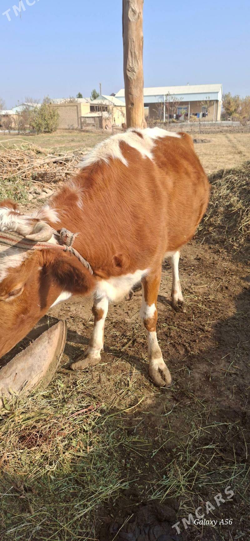 Göle sygyr tohum - Mary - img 4