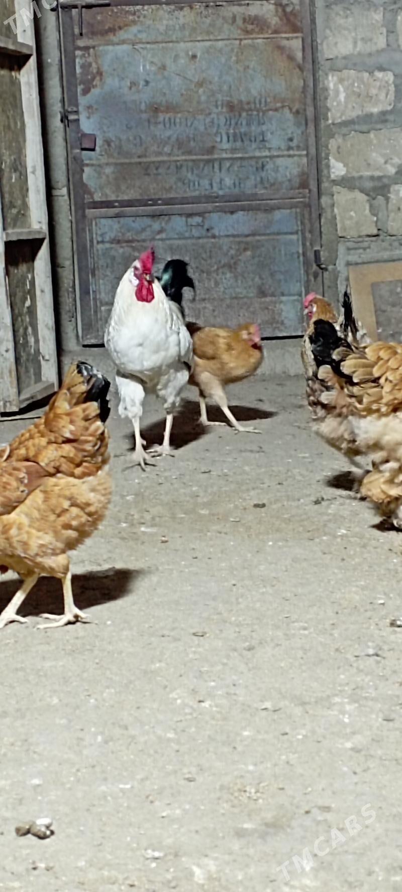 türkmen towuk - Гумдаг - img 2