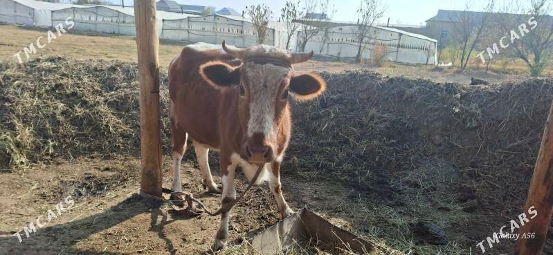 Göle sygyr tohum - Mary - img 3