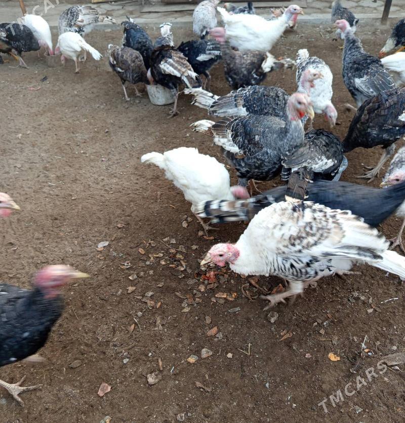 индюки (indýuk) - Туркменабат - img 3