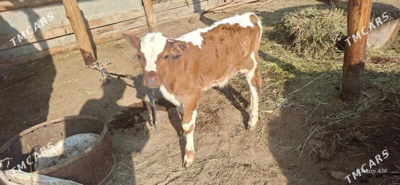 Göle sygyr tohum - Mary - img 1