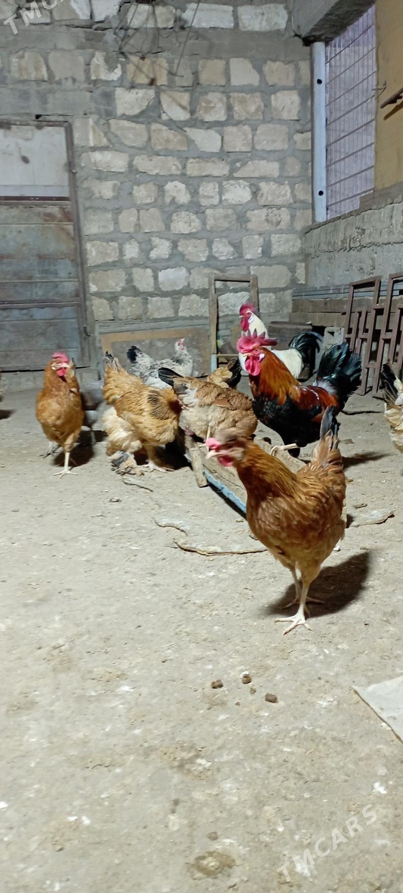 türkmen towuk - Гумдаг - img 5