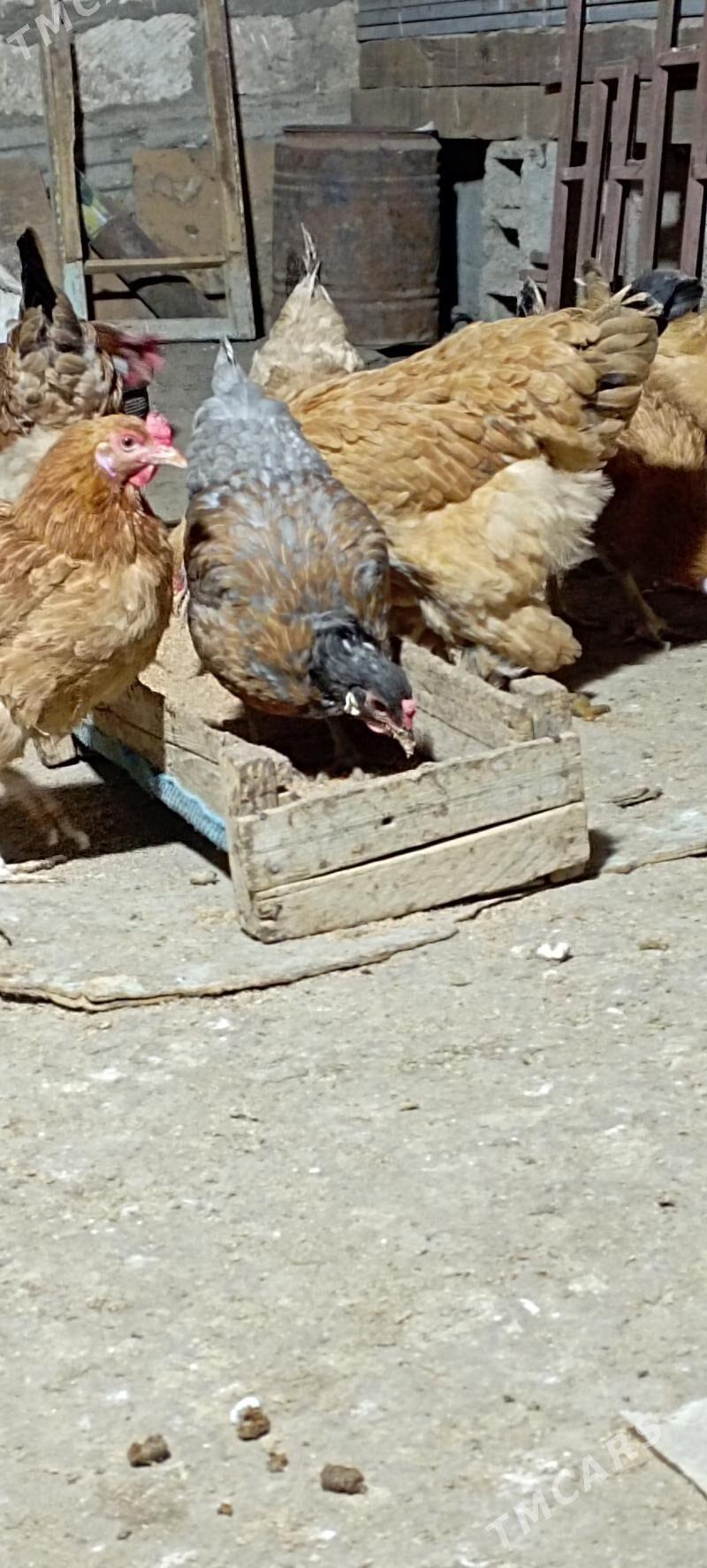 türkmen towuk - Гумдаг - img 3