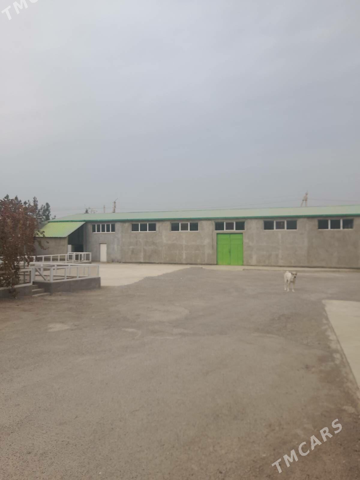 Satlyk_Anew Magtymguly - Änew - img 10