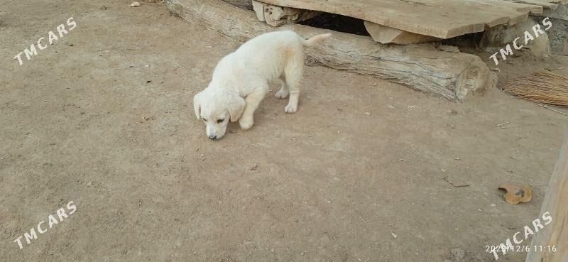 Gürji güjik - Gurbansoltan Eje - img 2