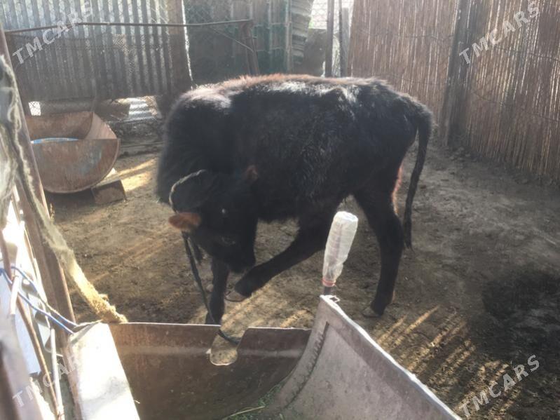 Swes gulajyn gole - Сакарчага - img 2