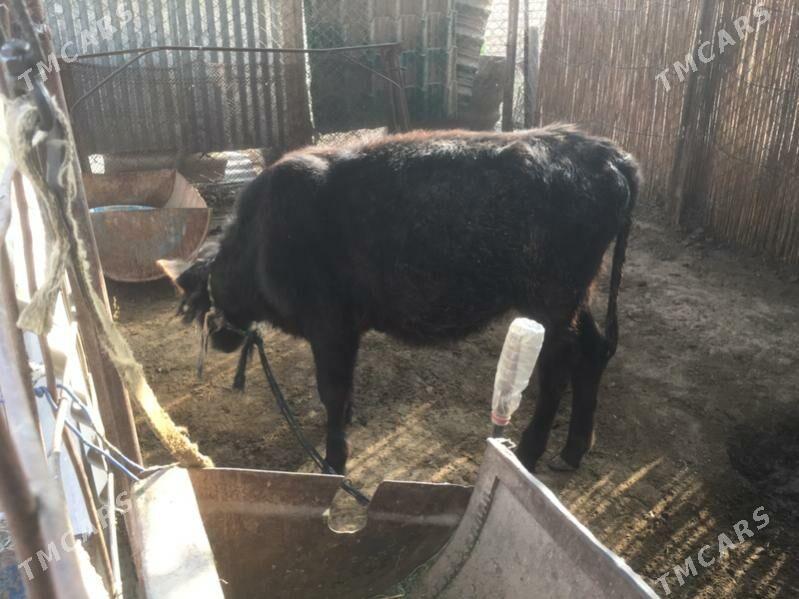 Swes gulajyn gole - Сакарчага - img 3