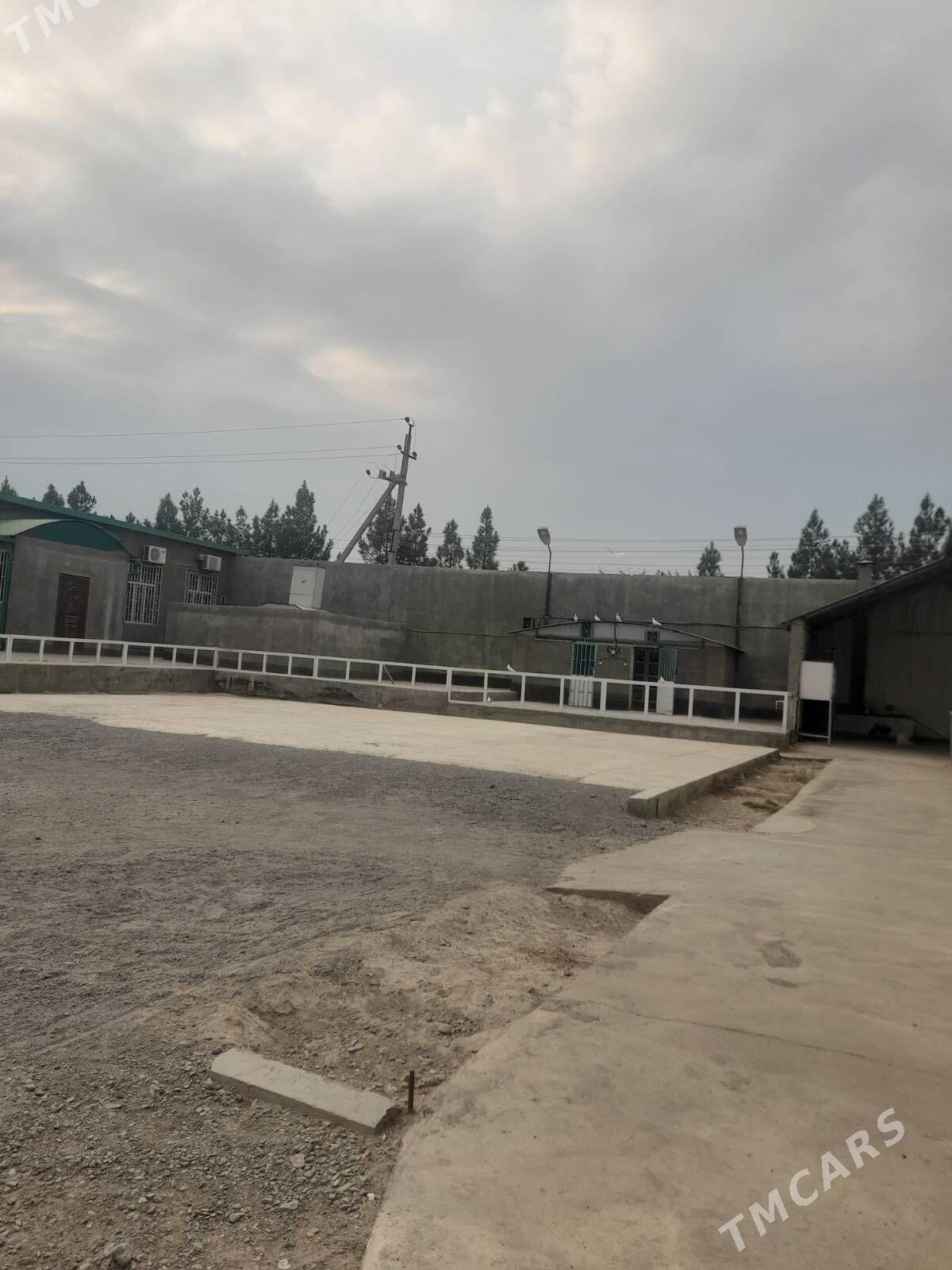 Satlyk_Anew Magtymguly - Änew - img 7